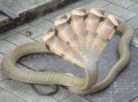 ... and as well as scary of five-headed king cobra conj